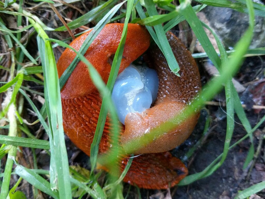 Lumache in giardino che si accoppiano